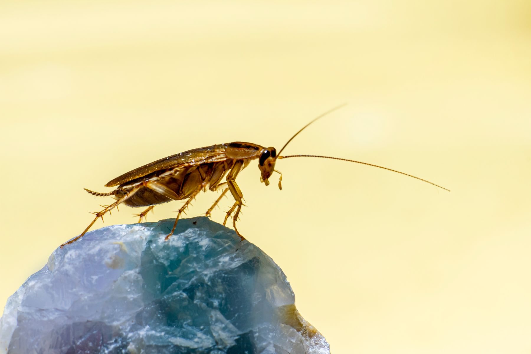 Close-up of a cockroach on a rock