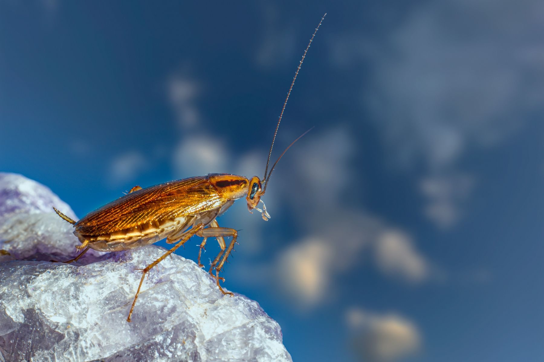 Close-up of a cockroach on a rock