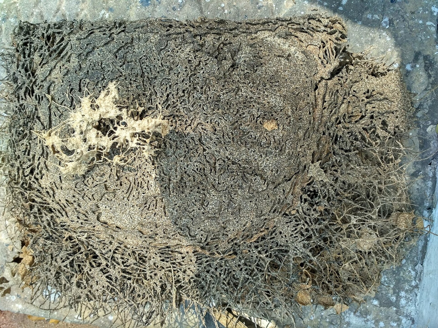 Termite mud galleries and damage on timber