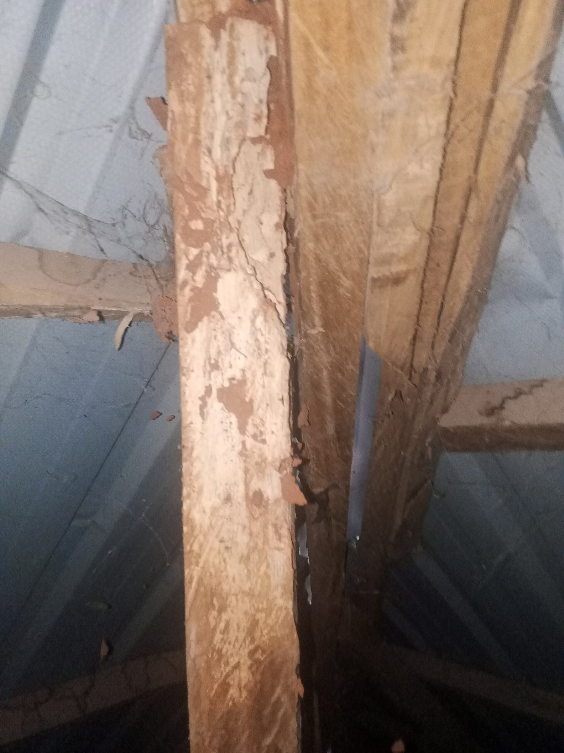 Hollow galleries inside timber showing termite damage