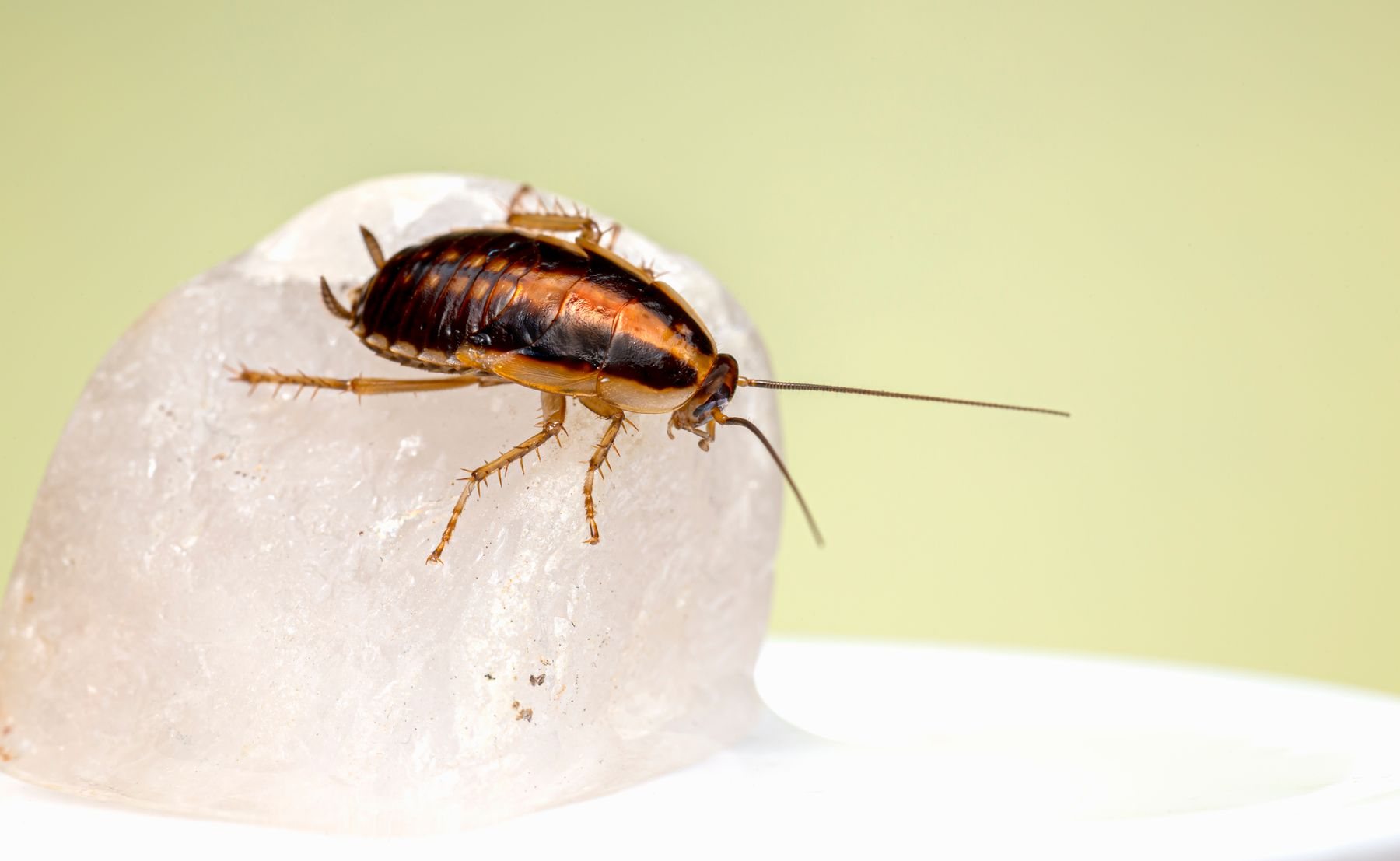 Close-up of a cockroach nymph, the dark, wingless young stage