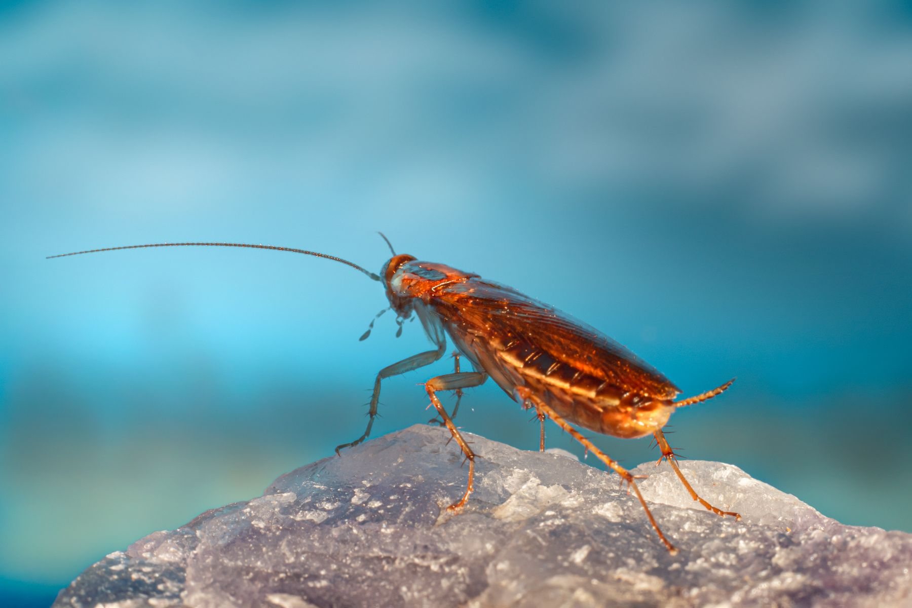 Adult German cockroach, small and tan with long antennae