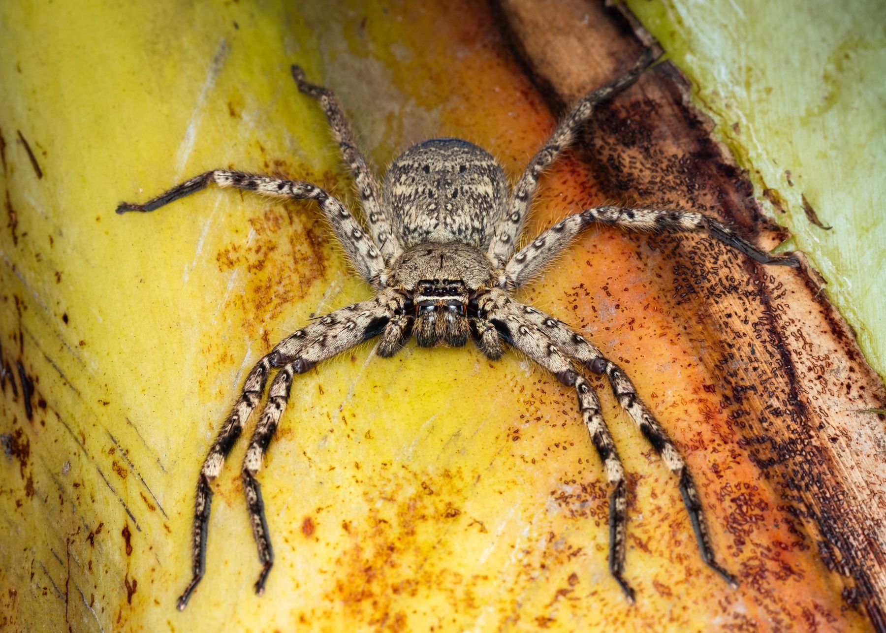 A huntsman spider with legs spread flat on a leaf