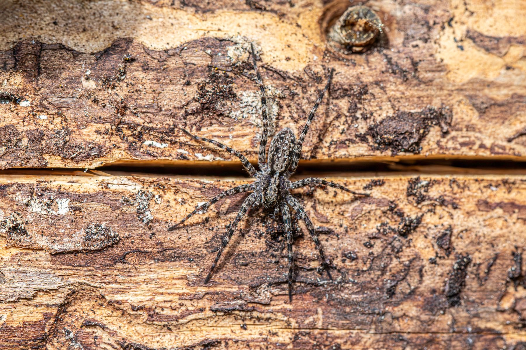 Huntsman spider on tree bark in flattened resting posture