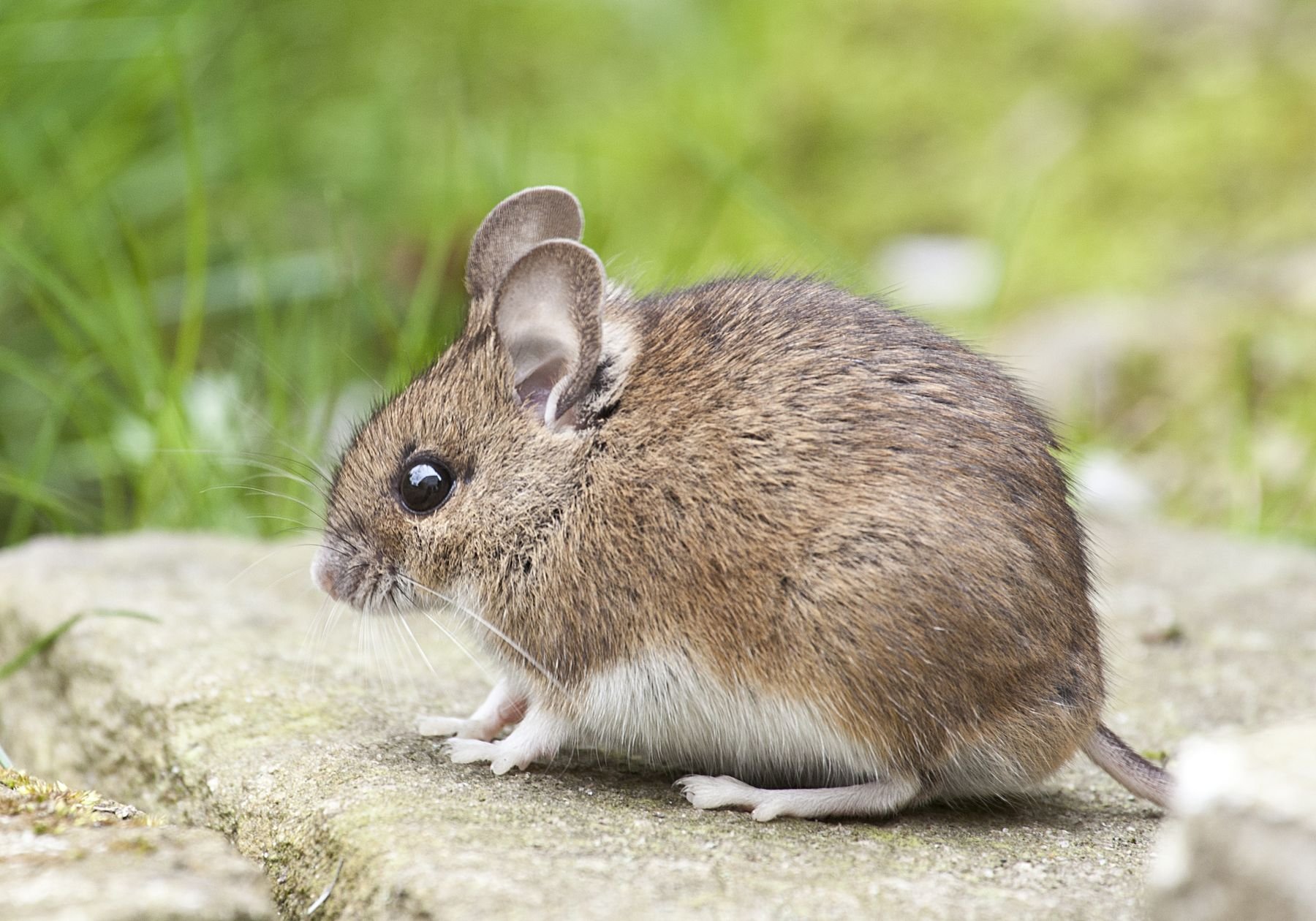 A house mouse on a kitchen surface with droppings visible nearby