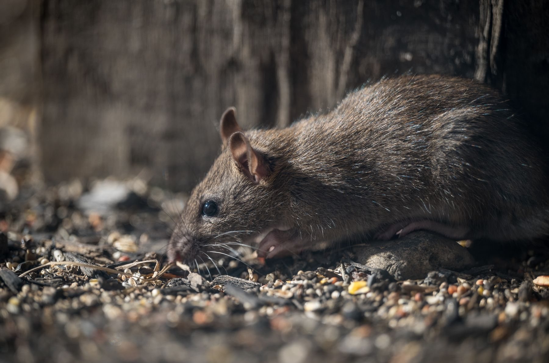 A wild brown rat foraging on gravel