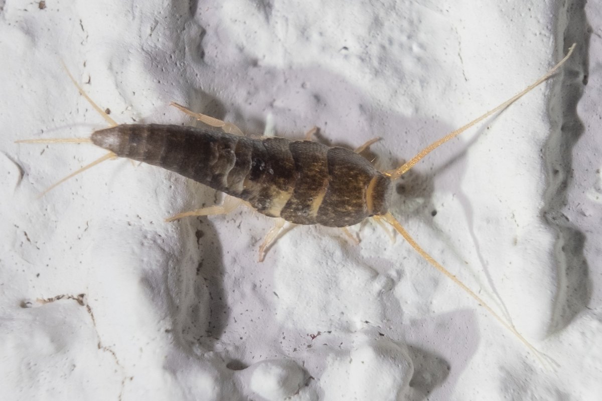 A silverfish seen from above on a white wall: long tapered grey-brown body, two long antennae and three bristle tails
