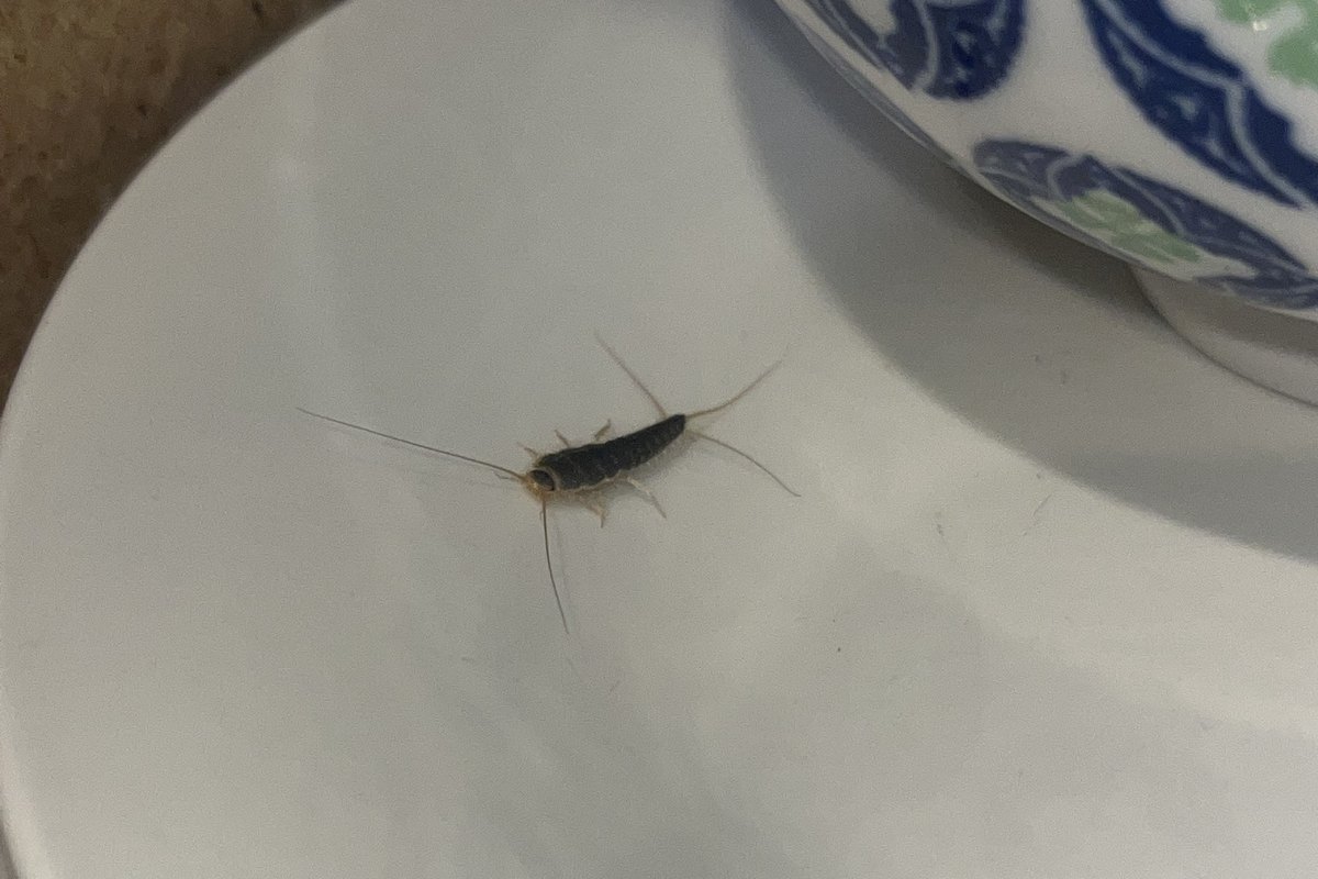 A silverfish on a white dinner plate in a kitchen cupboard, next to a blue and green patterned bowl