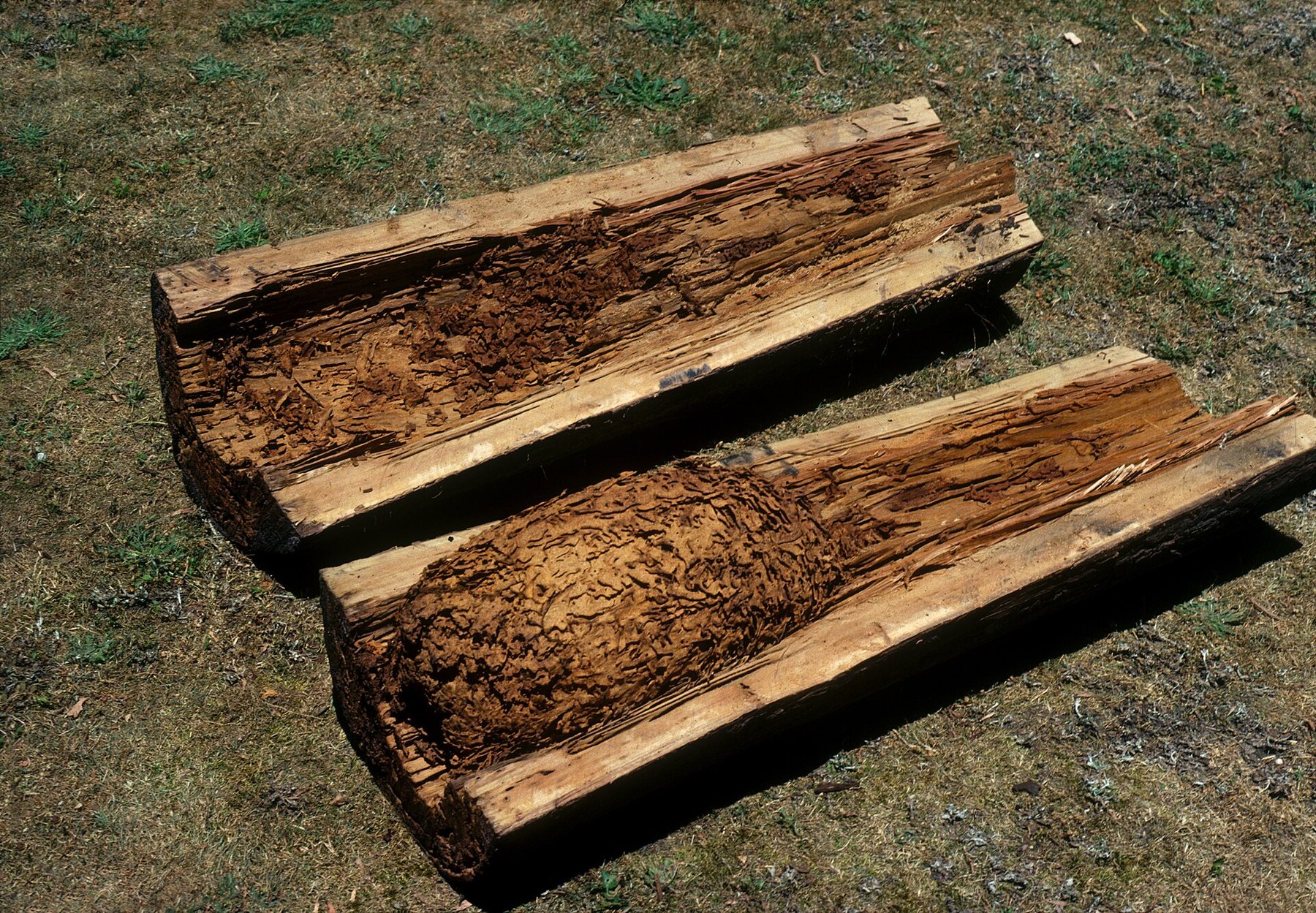 Termite damage in timber showing hollowed-out galleries and mud tunnels inside wood