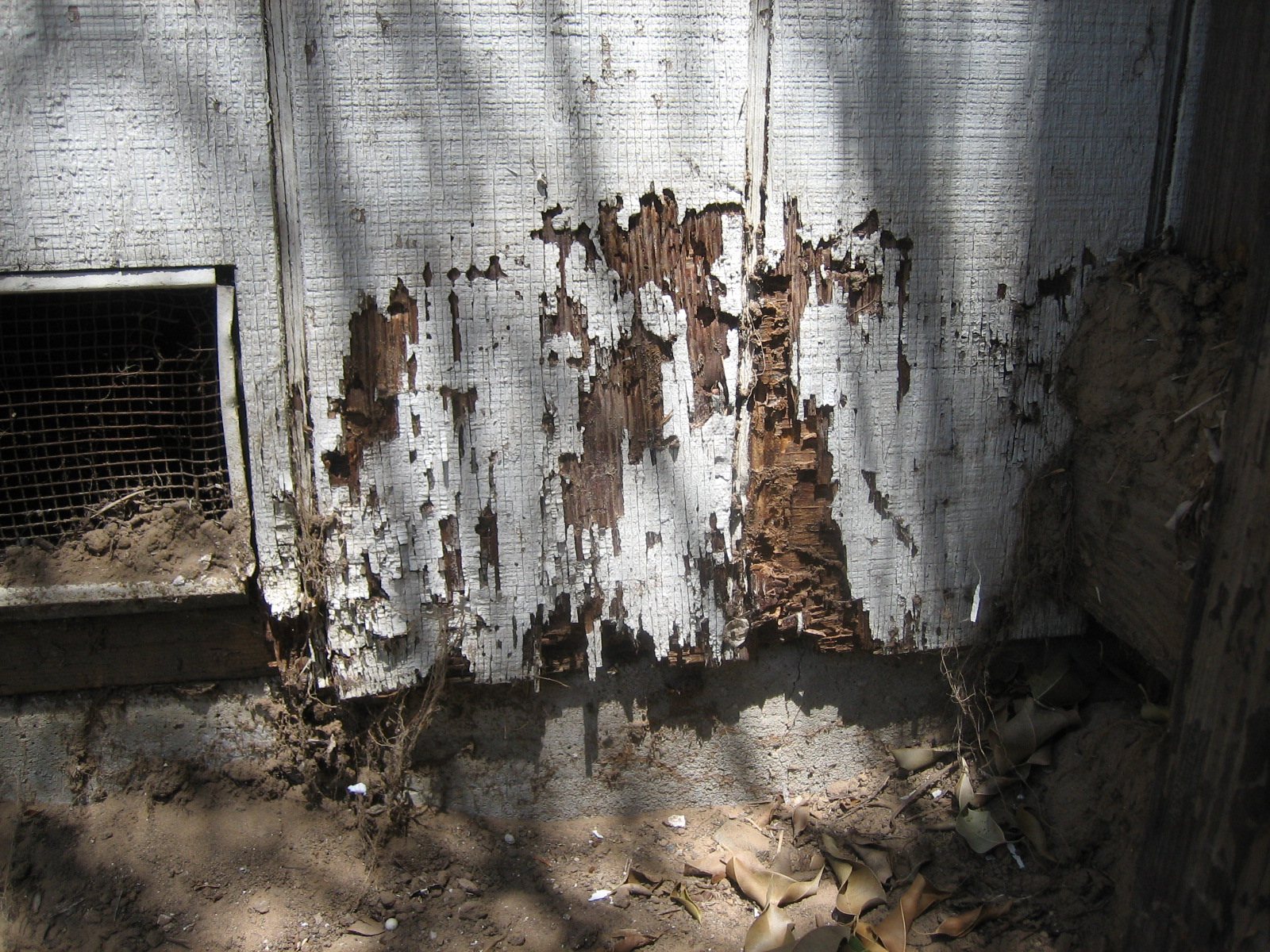 Termite damage in timber with visible mud tunnels and hollowed galleries