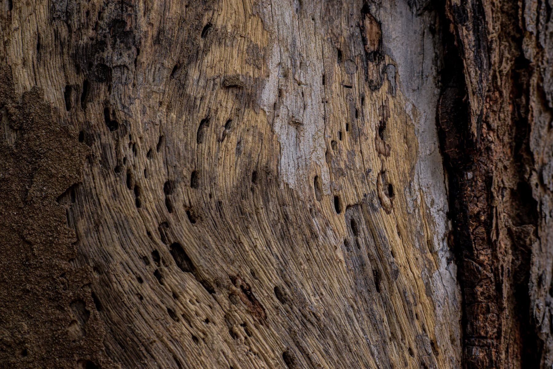 Termite damage in timber showing hollowed exit holes in wood grain