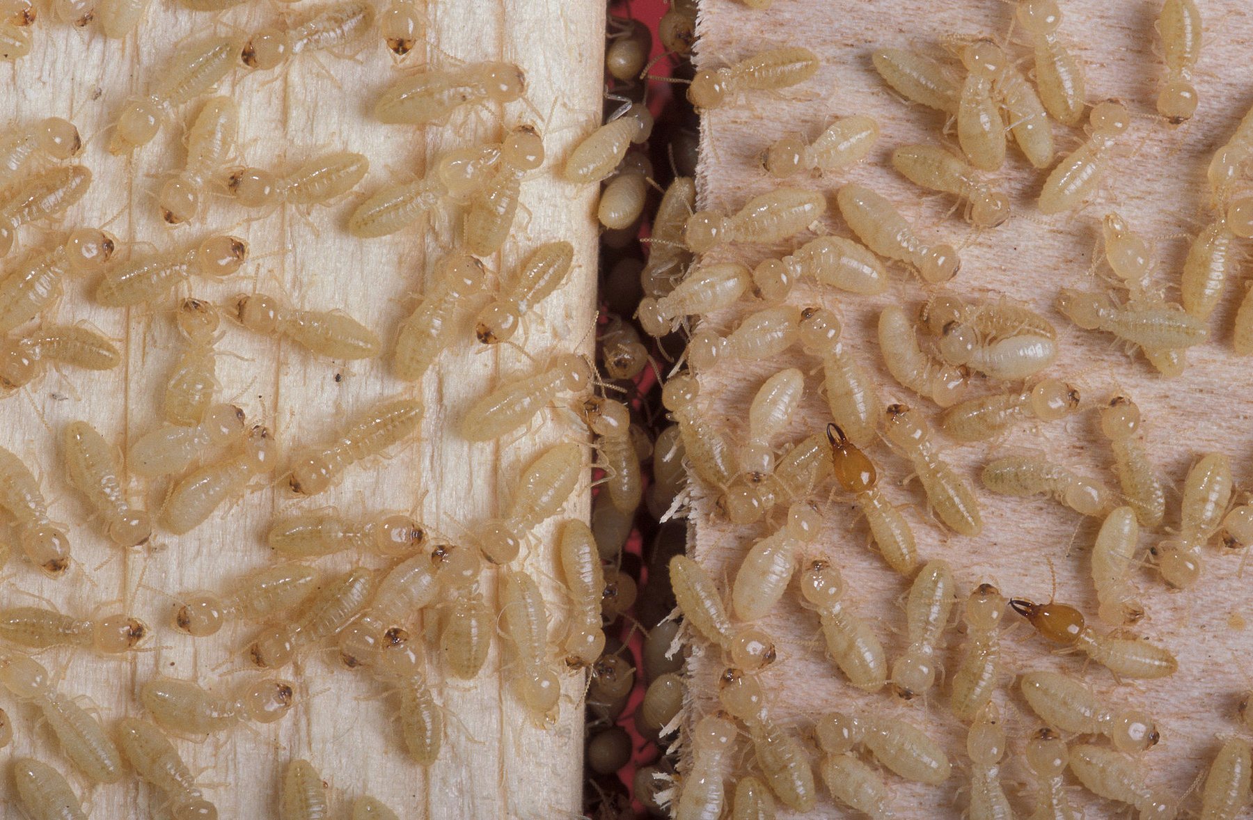 Termite workers on timber showing pale coloration and characteristic body structure