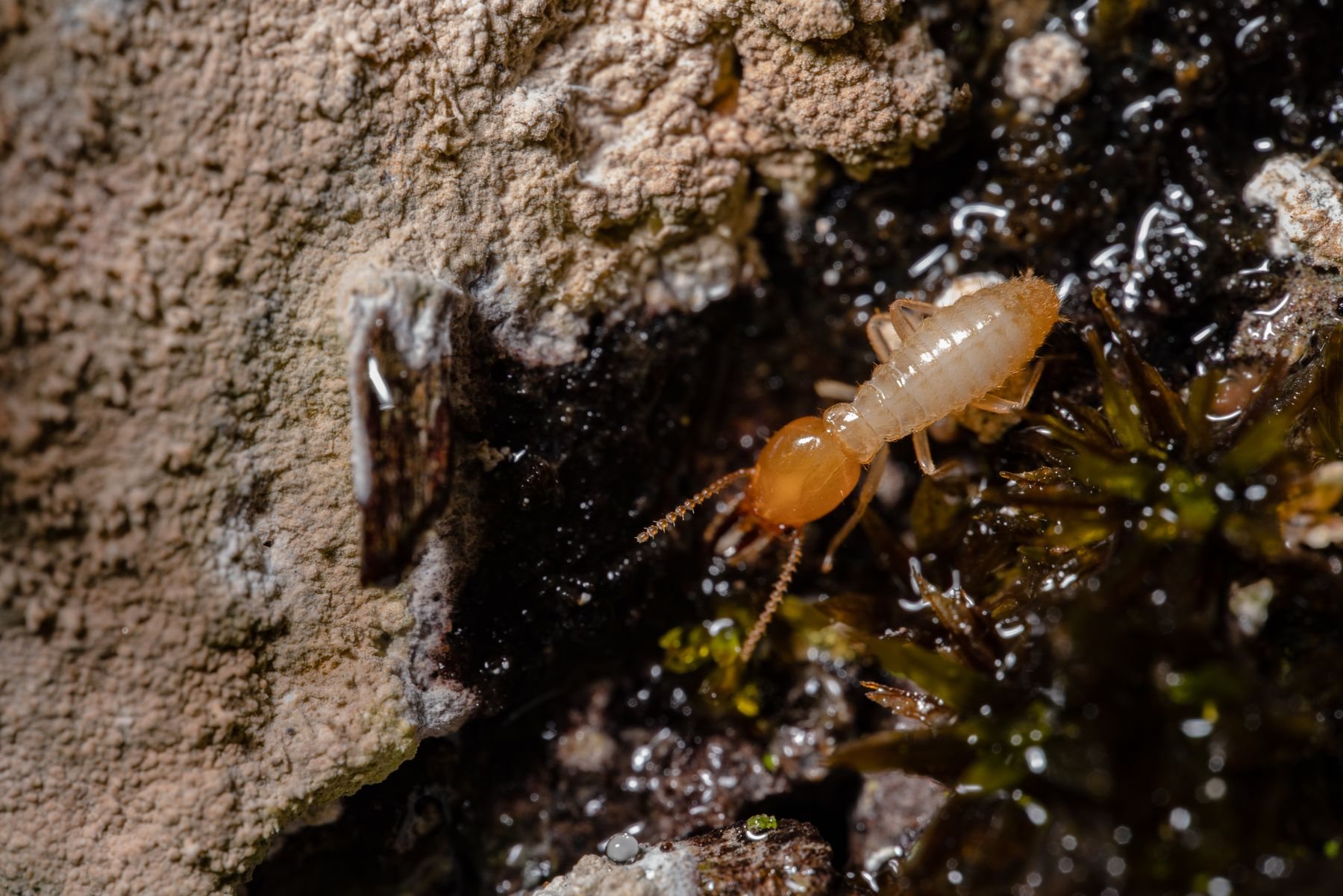 A pale termite on a piece of timber