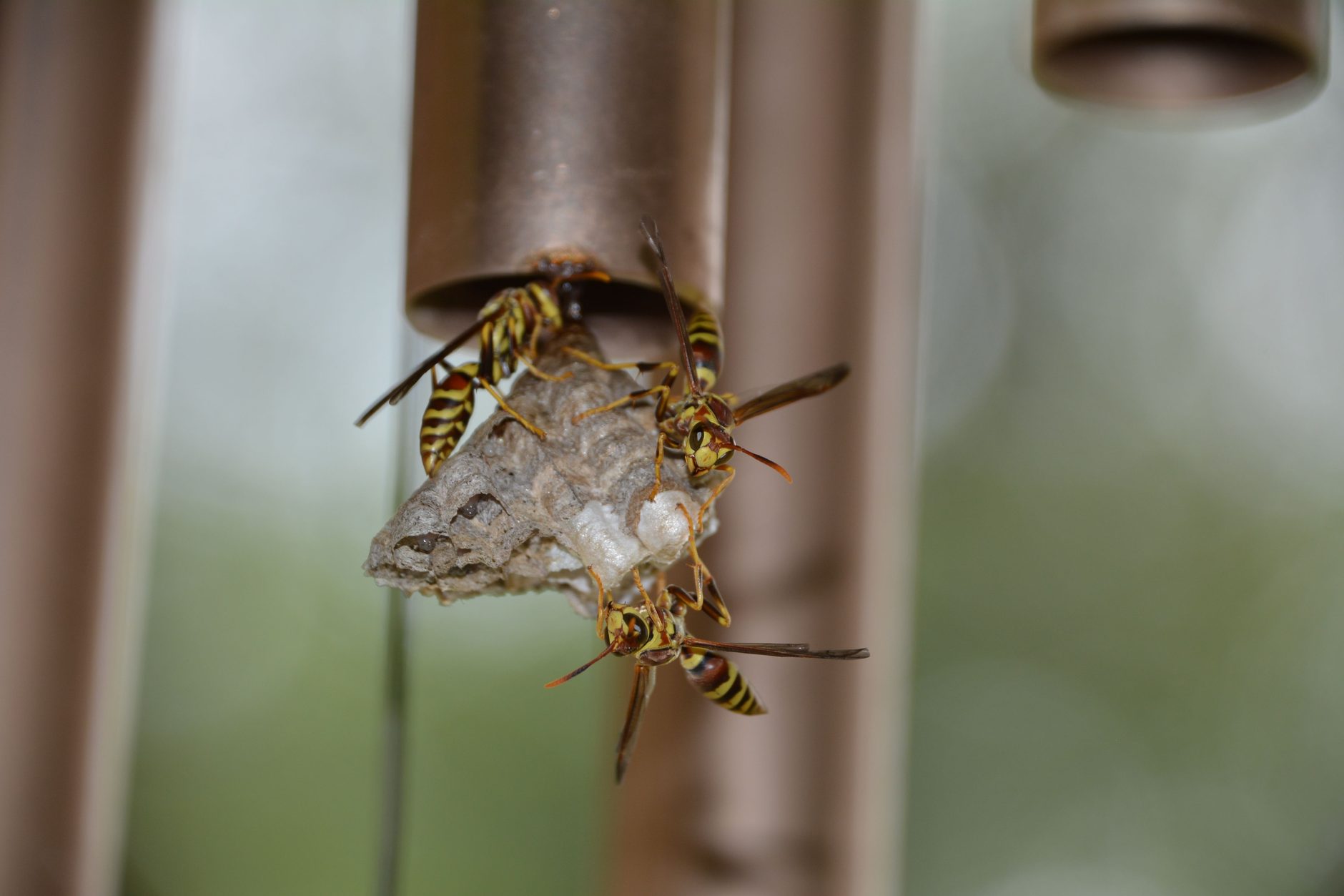 Paper wasps on a small open-comb nest under a metal rail