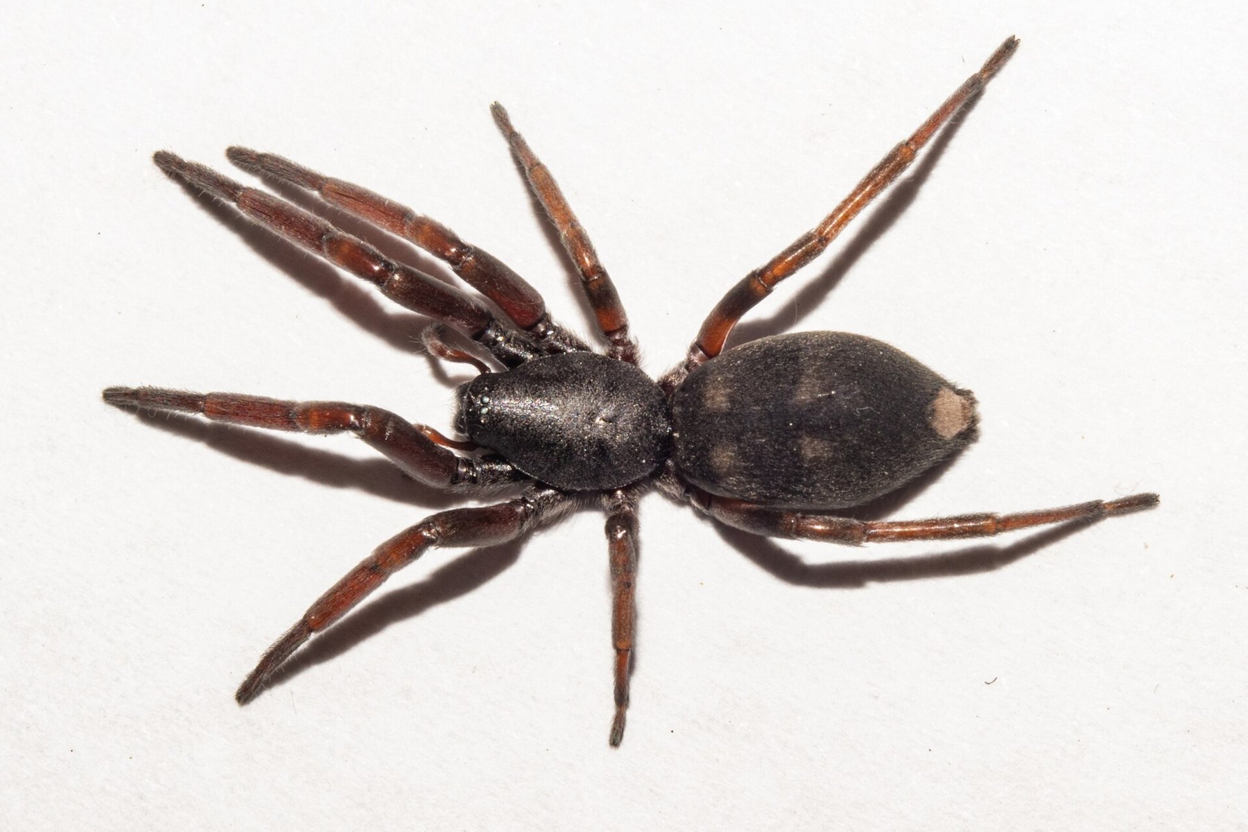 A white-tailed spider: dark cigar-shaped body with a pale spot at the tip of the abdomen