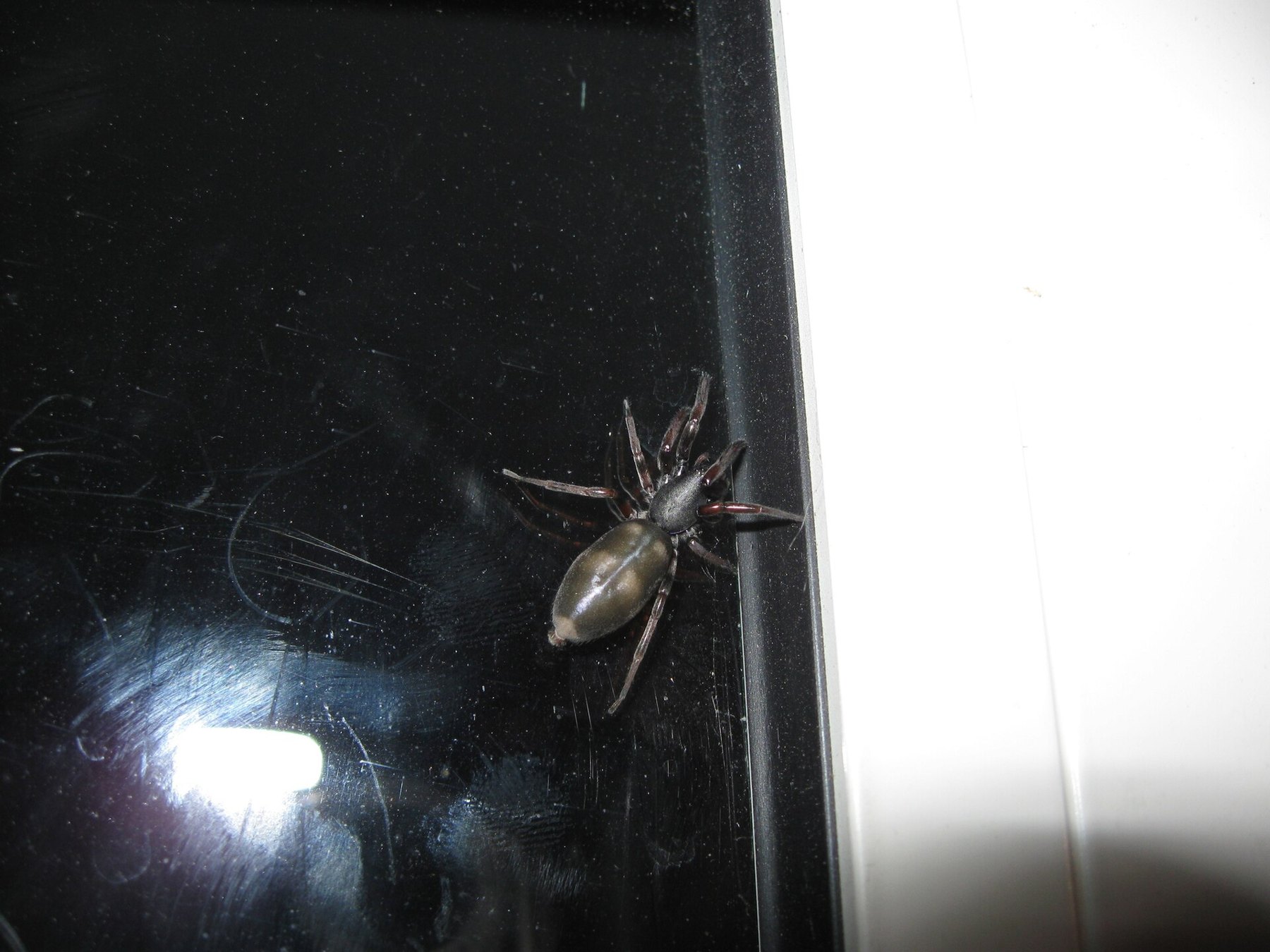 A white-tailed spider on a dark surface indoors