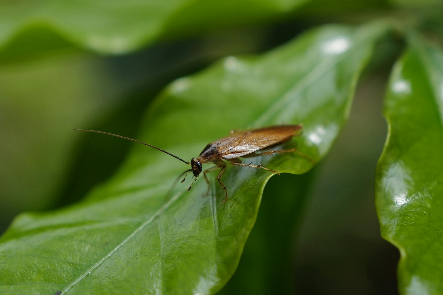 Close-up of a cockroach on a dark surface, illustrative image