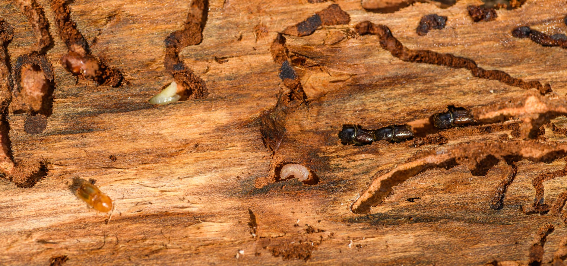 Timber hollowed out by subterranean termites in a Perth home