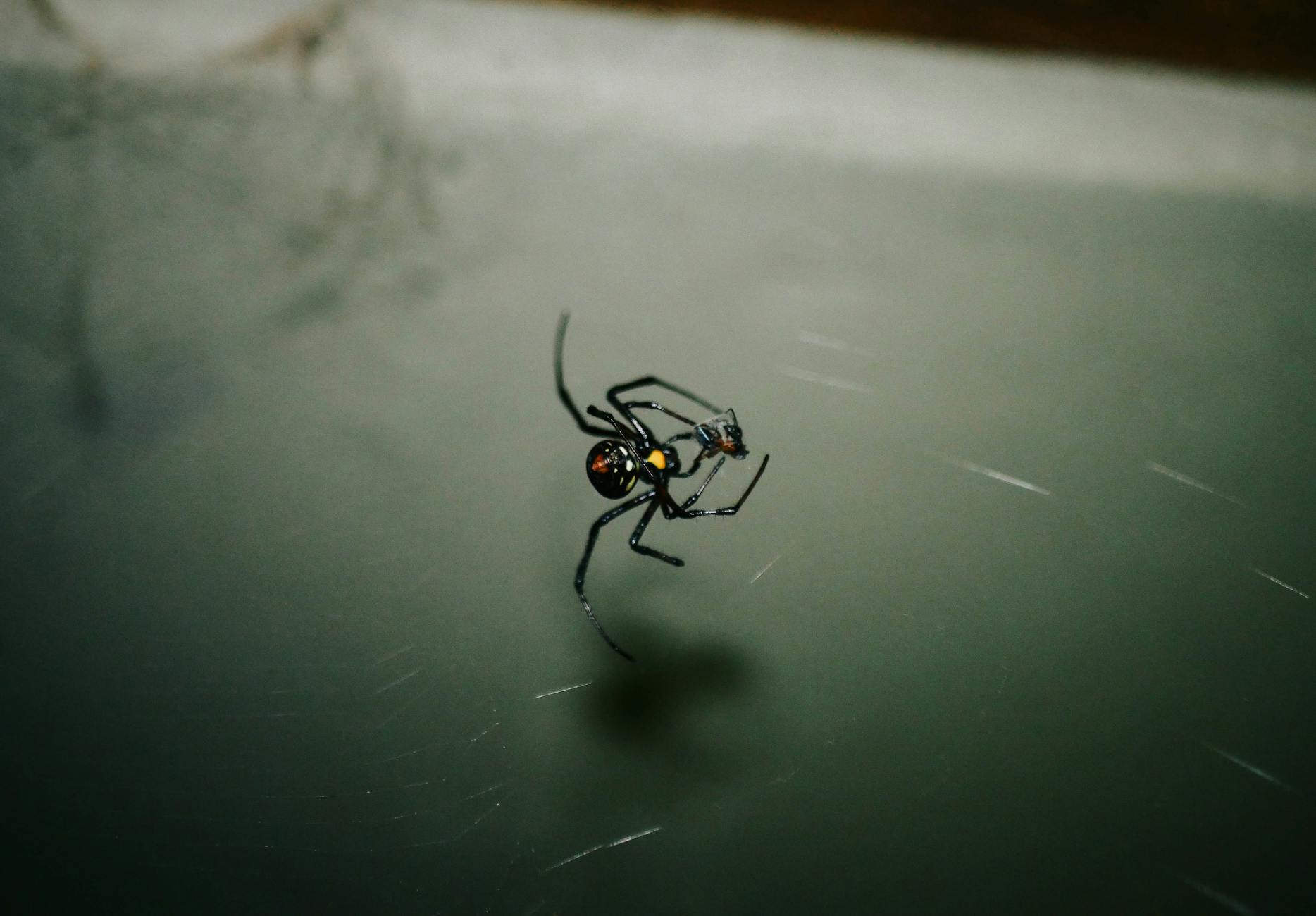 Redback spider showing the red hourglass marking, illustrative image